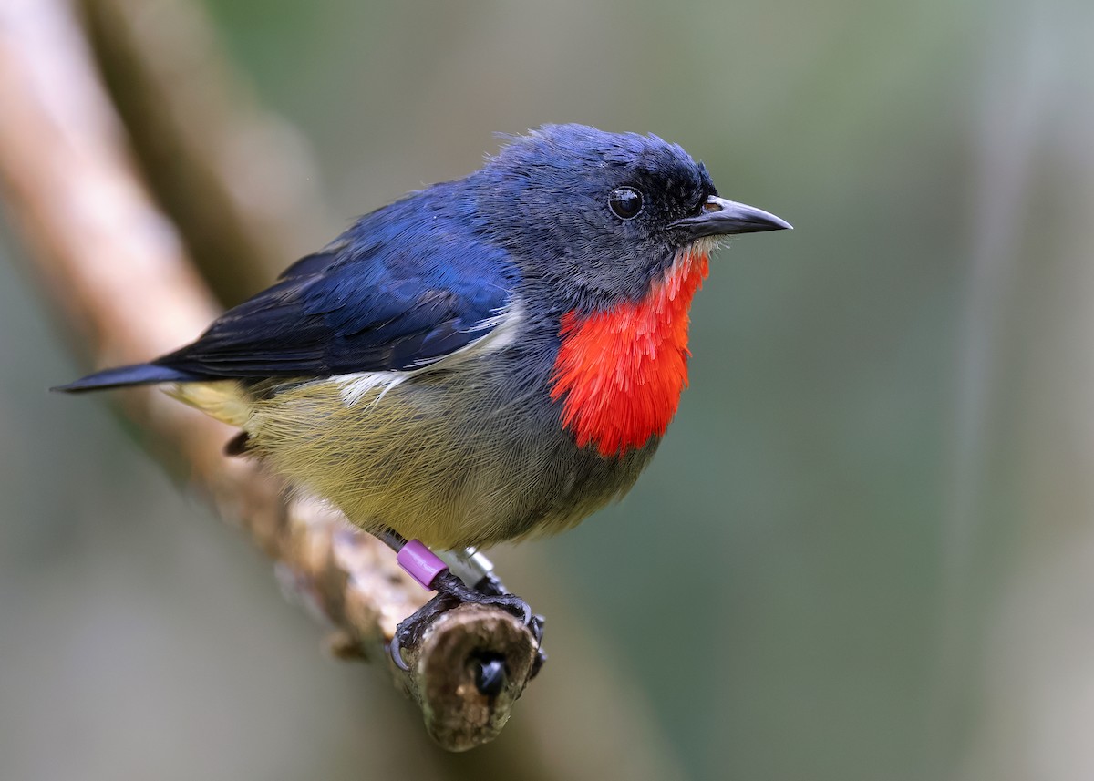 Black-sided Flowerpecker - ML622608380