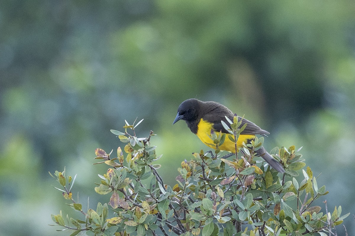 Yellow-rumped Marshbird - ML622608412