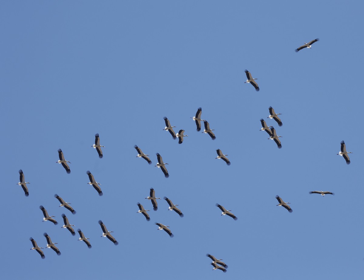 White Stork - ML622608415