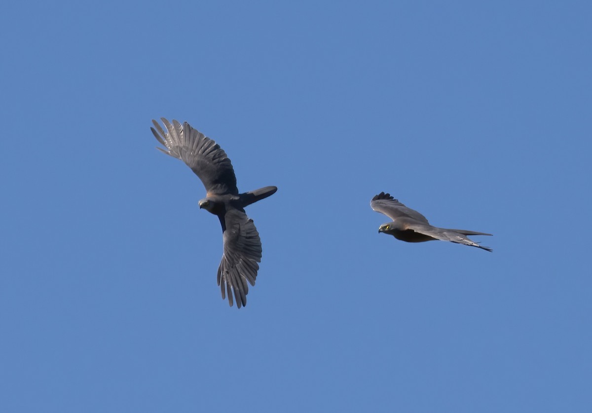 Brown Goshawk - Chris Barnes