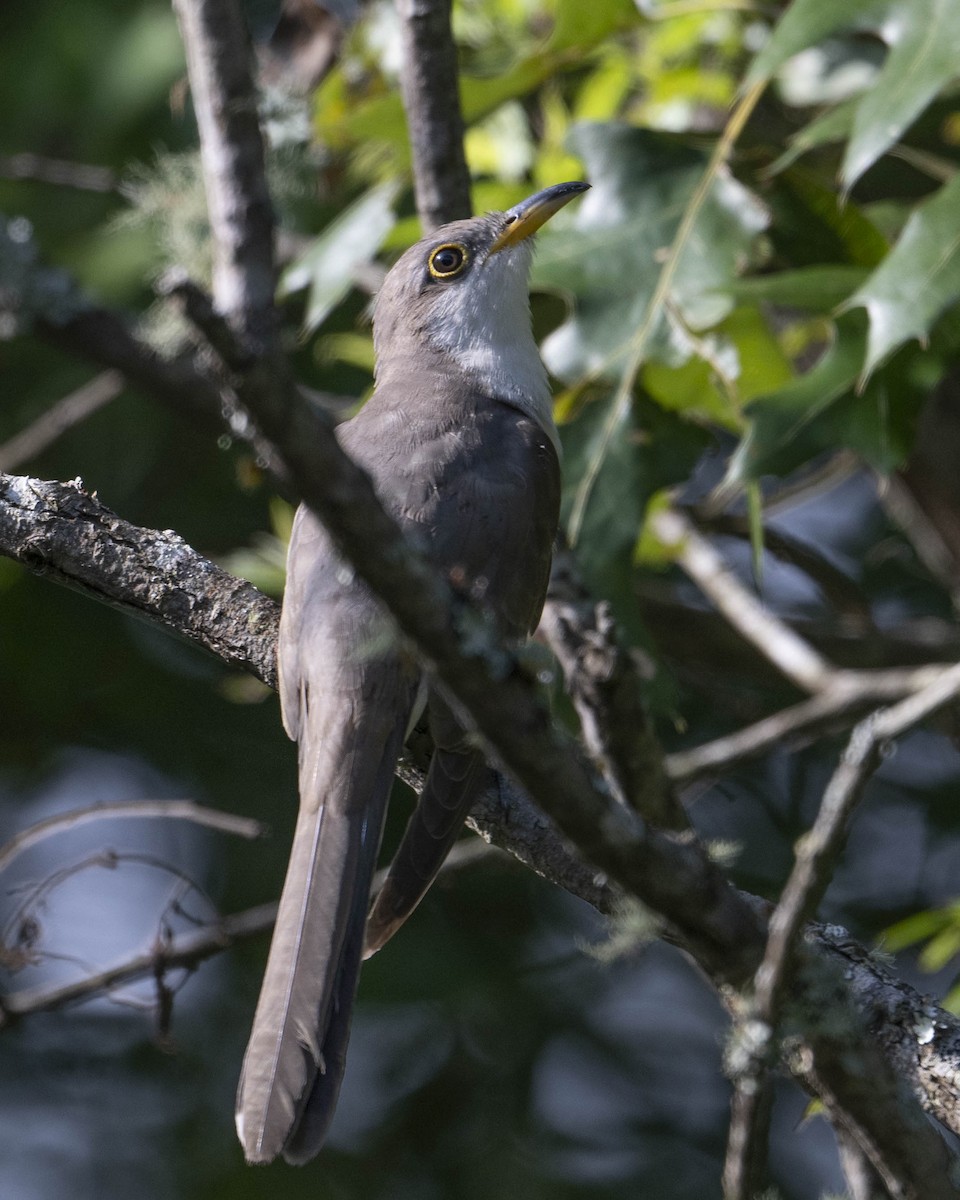 Yellow-billed Cuckoo - ML622608506
