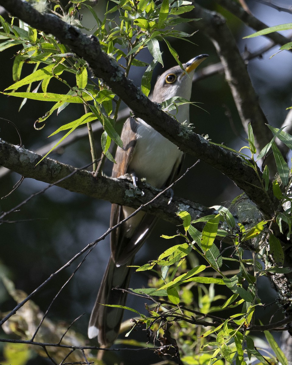 Yellow-billed Cuckoo - ML622608507