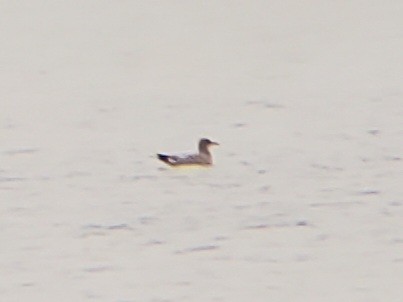 Gaviota Guanaguanare - ML622608513