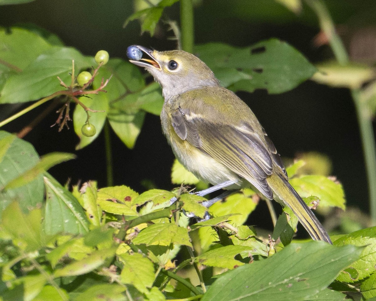 White-eyed Vireo - ML622608524