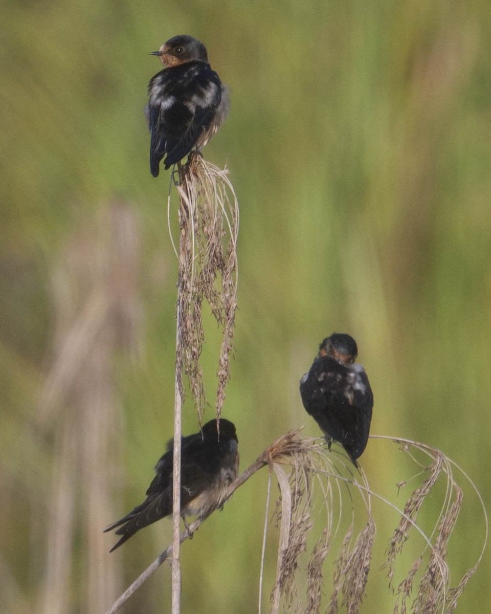 Barn Swallow - ML622608534