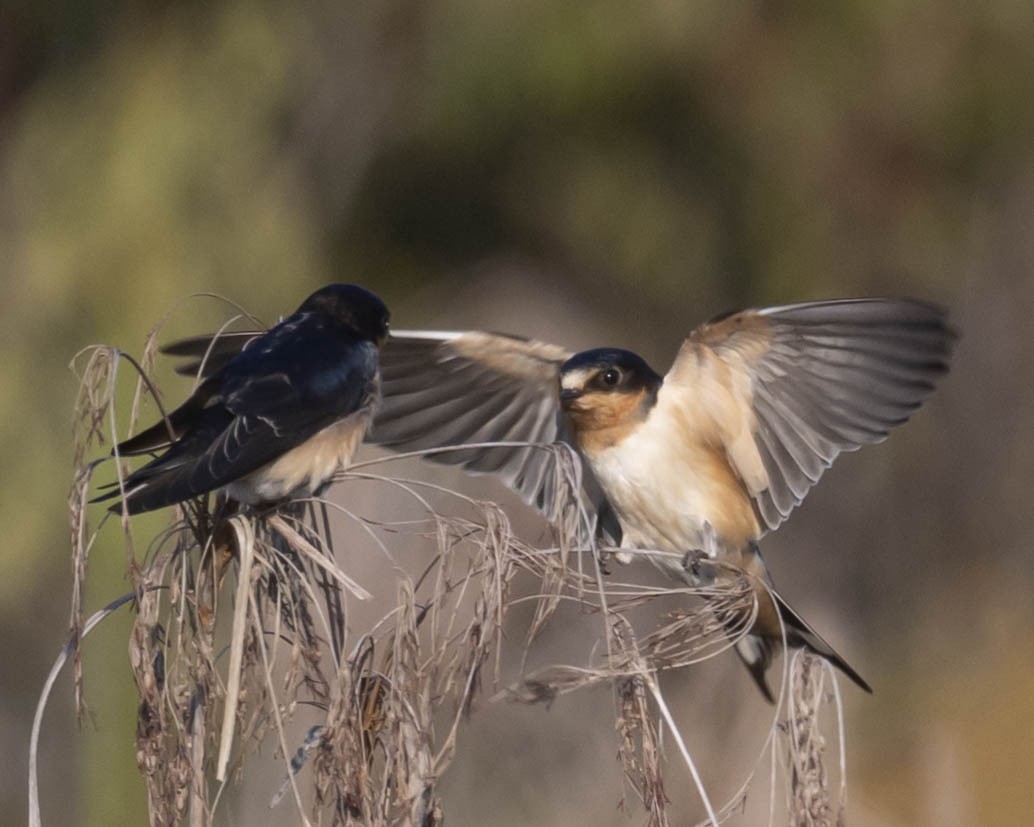 Barn Swallow - ML622608535