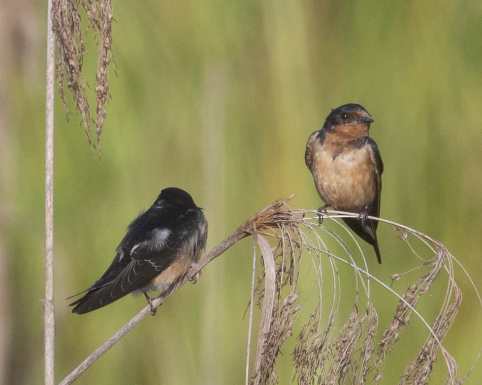 Barn Swallow - ML622608536