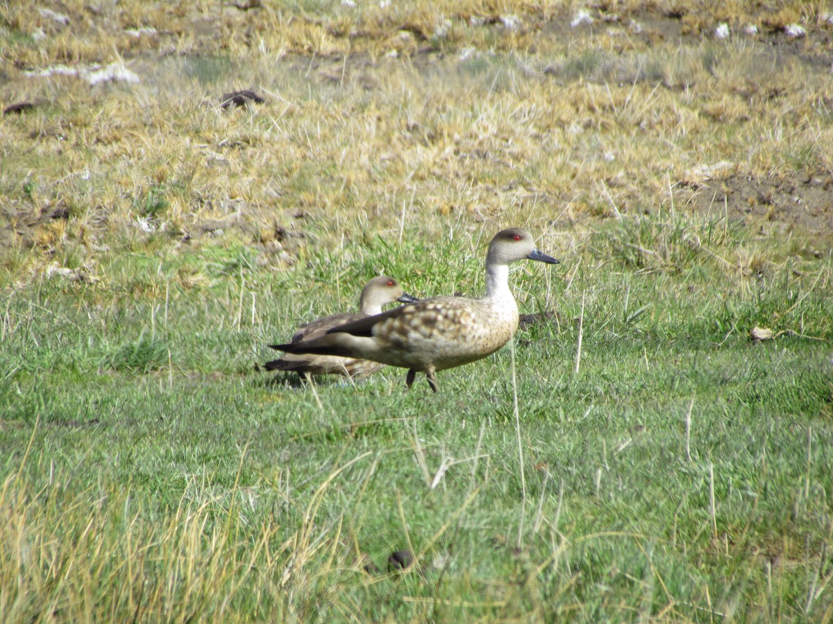 Crested Duck - ML622608539