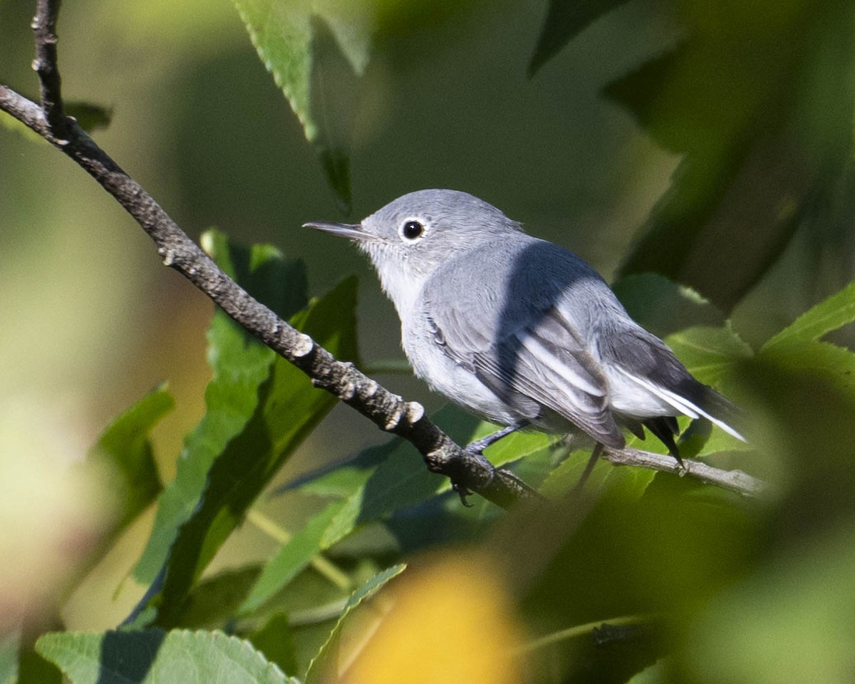 Blue-gray Gnatcatcher - ML622608542