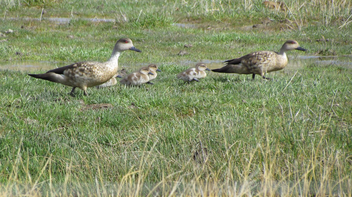 Crested Duck - ML622608557