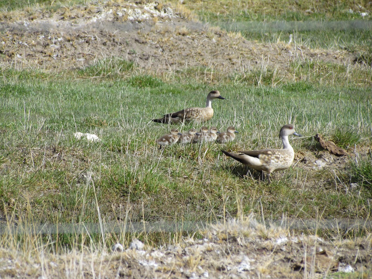 Crested Duck - ML622608585