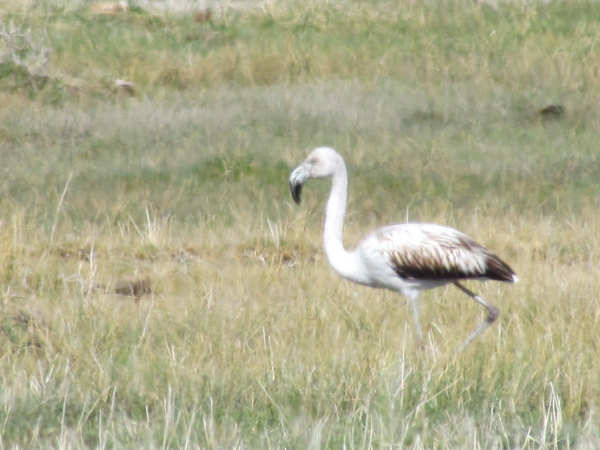 Chilean Flamingo - ML622608623