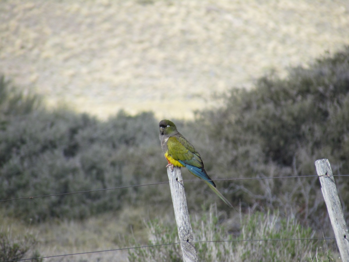 Burrowing Parakeet - ML622608651