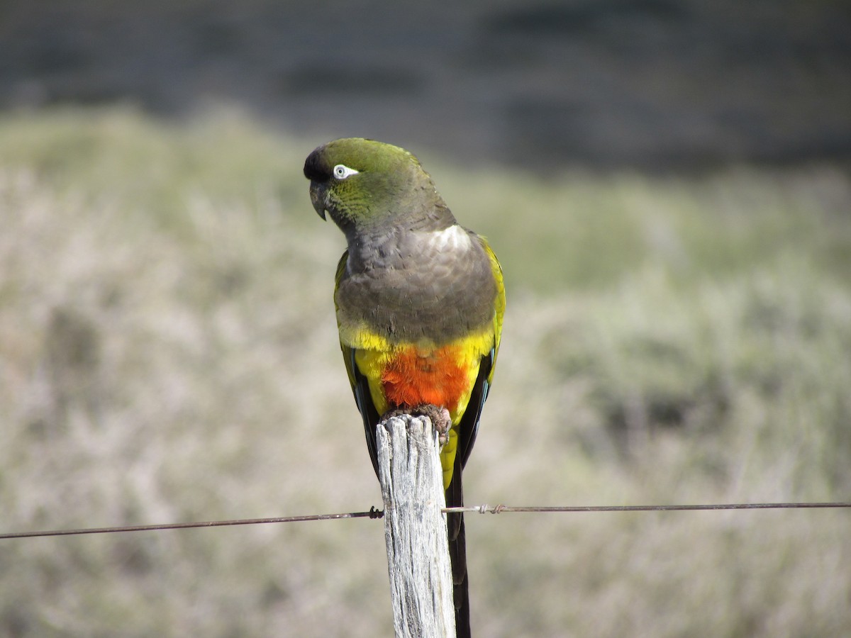 Burrowing Parakeet - ML622608661