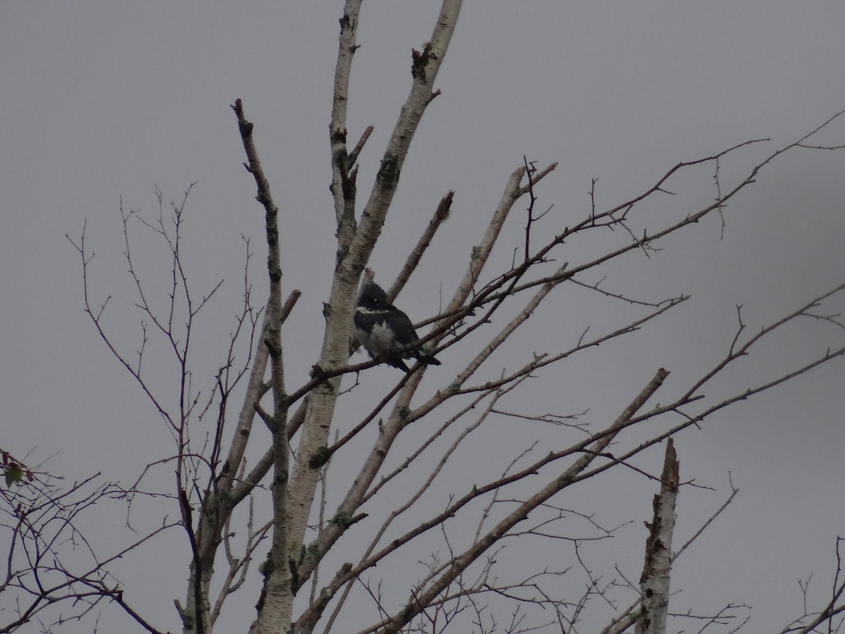 Belted Kingfisher - ML622608675