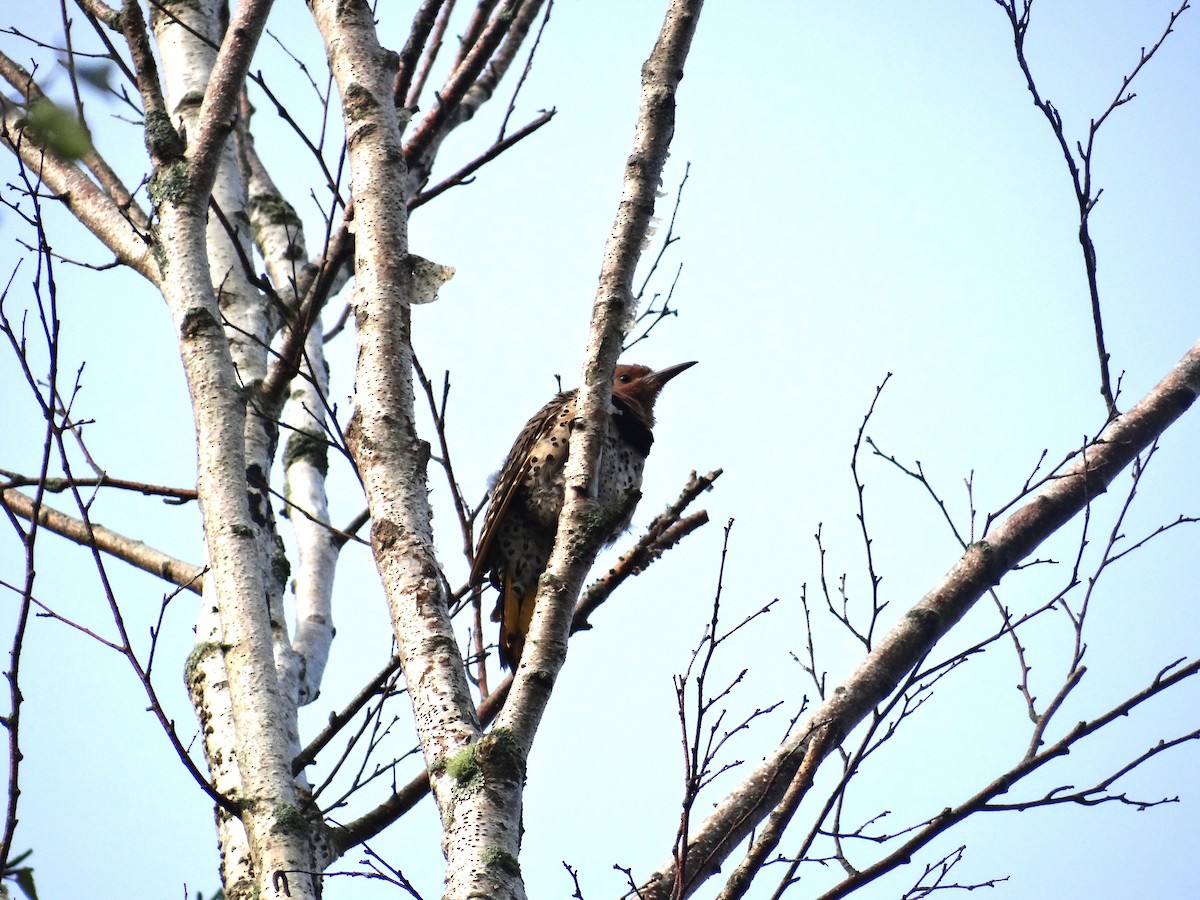 Northern Flicker - ML622608685