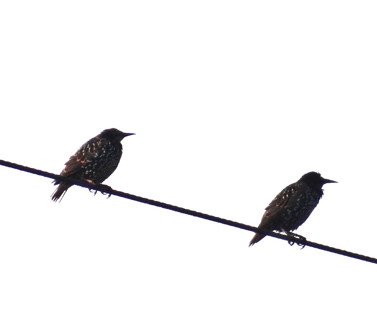 European Starling - ML622608692