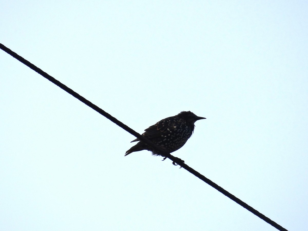 European Starling - ML622608693