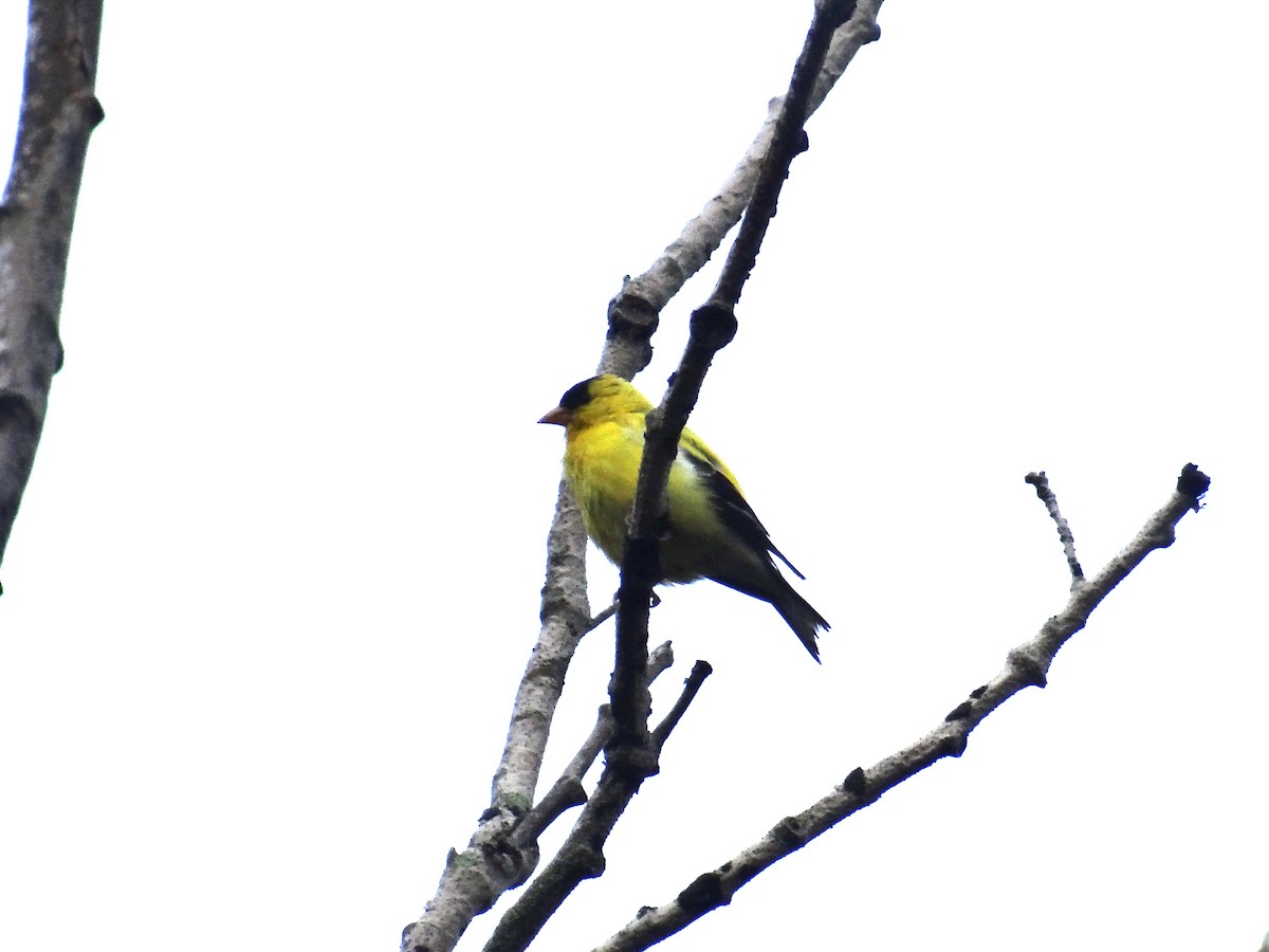 American Goldfinch - ML622608701