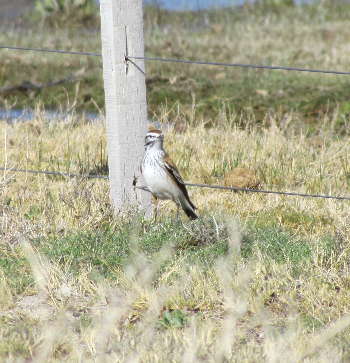 Rusty-backed Monjita - ML622608737