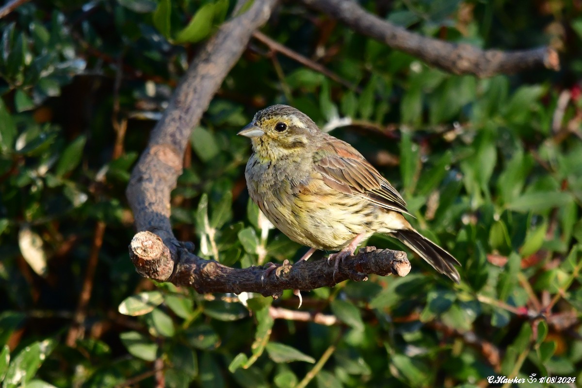 Hesi-berdantza - ML622608775