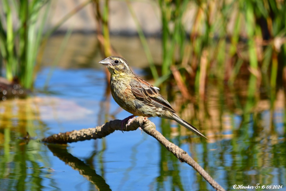 Hesi-berdantza - ML622608782