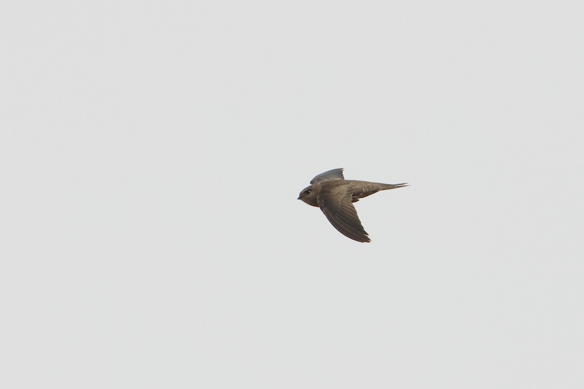 Cape Verde Swift - ML622608903