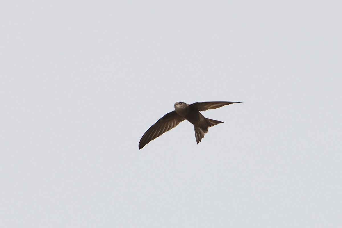 Cape Verde Swift - Ohad Sherer