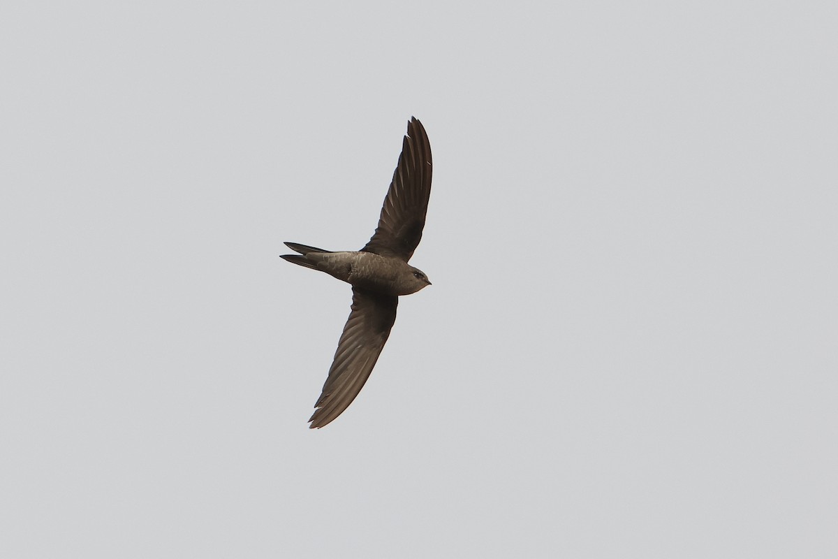 Cape Verde Swift - ML622608905