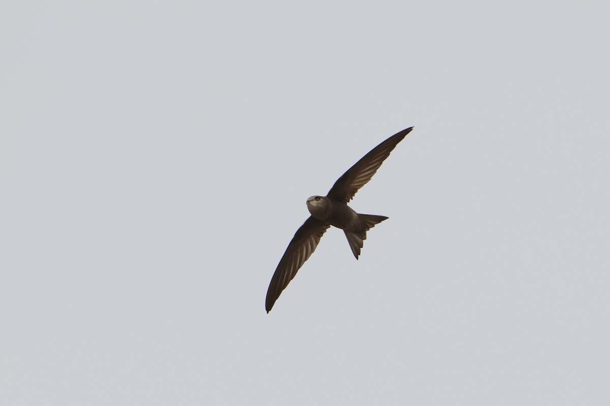 Cape Verde Swift - ML622608909