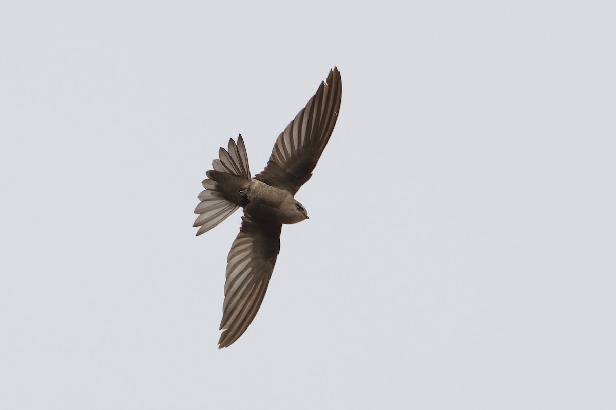 Cape Verde Swift - ML622608911