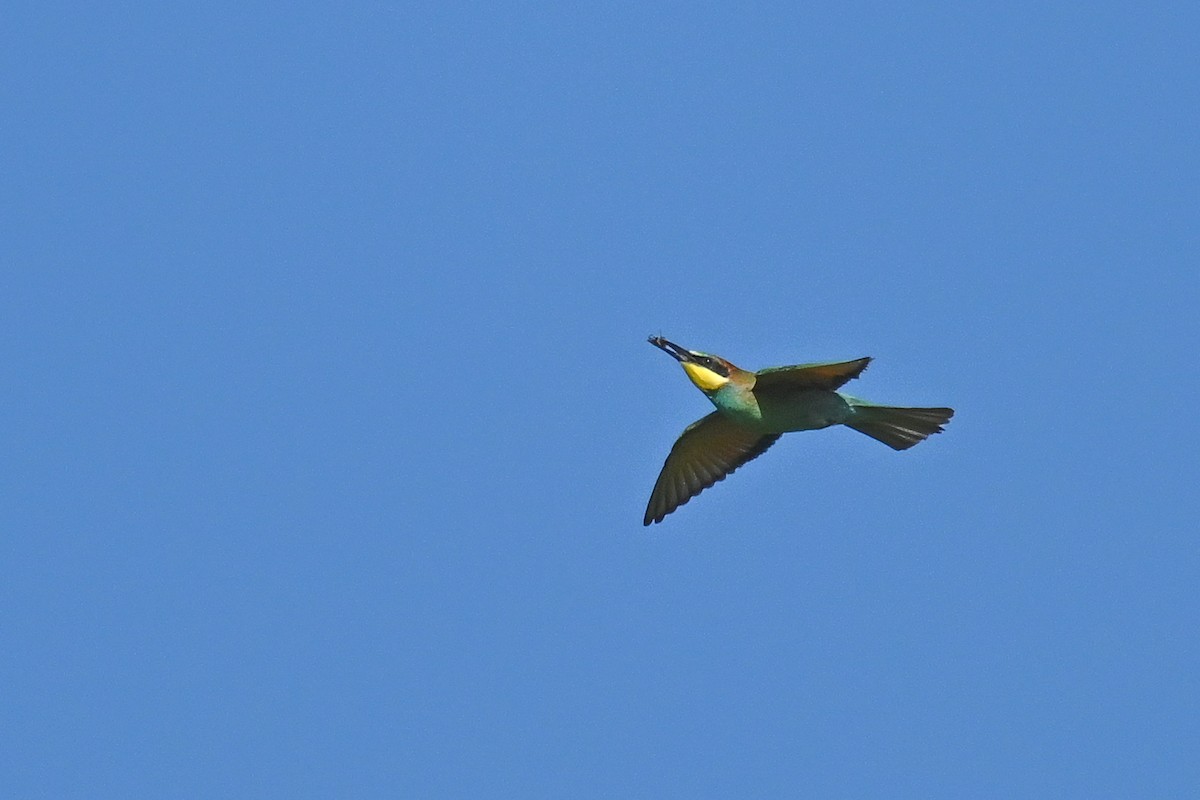 Шарга зөгийч - ML622609055