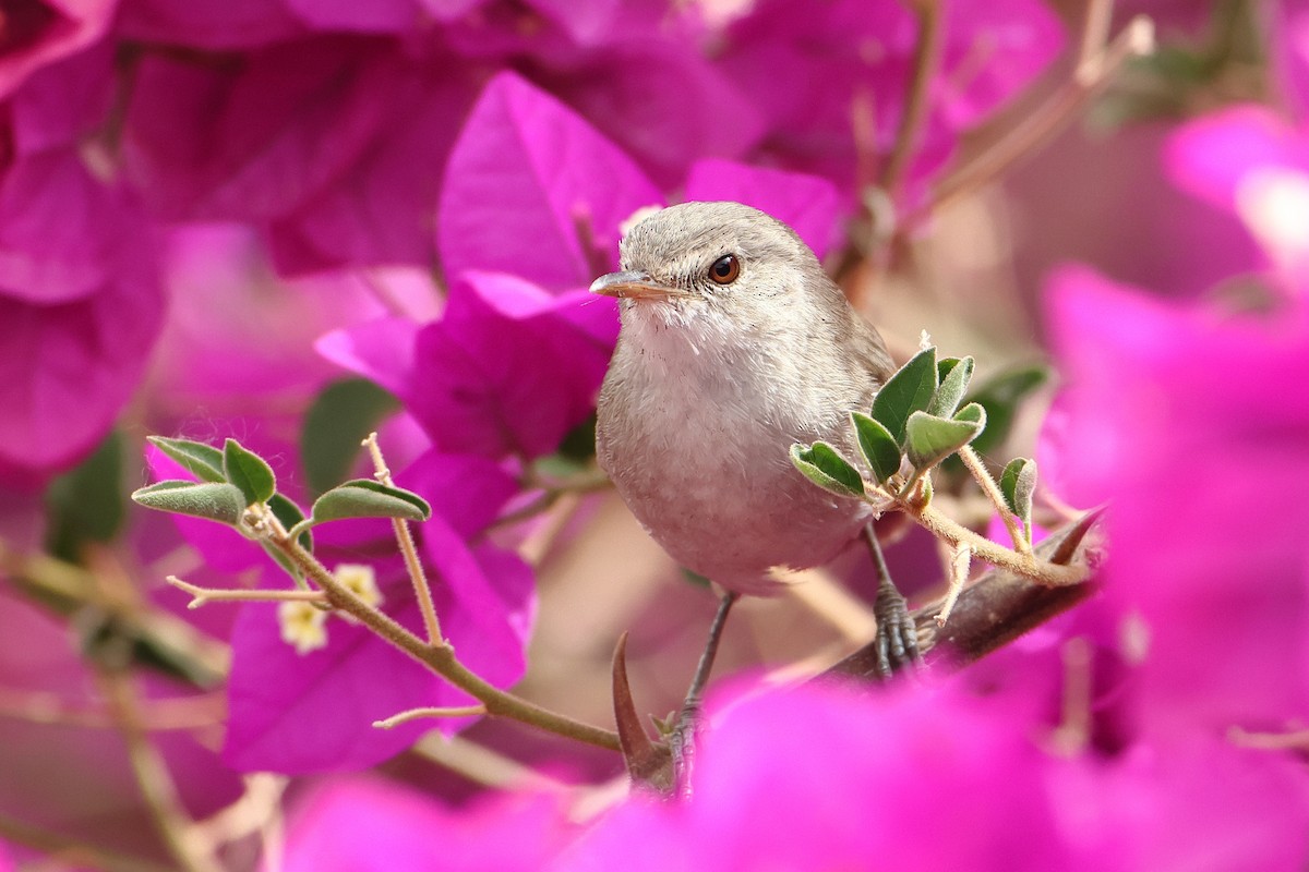 Cape Verde Swamp Warbler - ML622609140