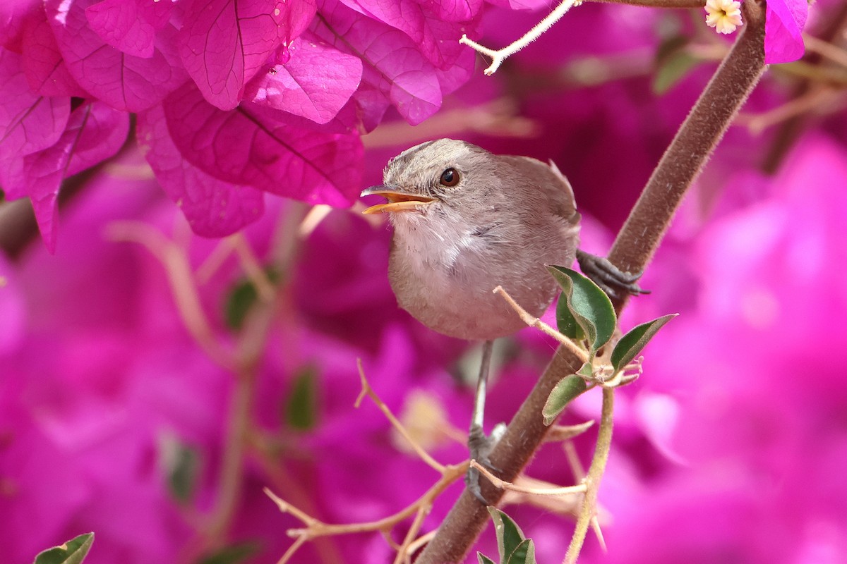 Cape Verde Swamp Warbler - ML622609141