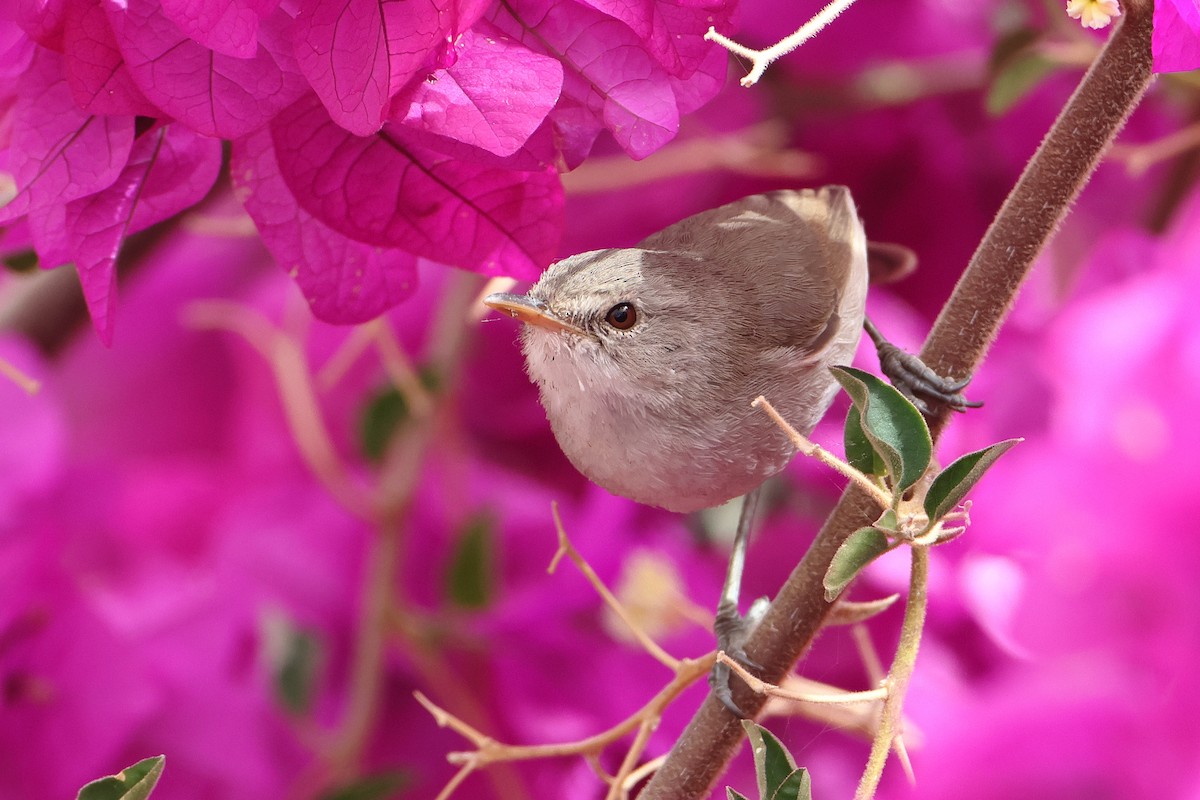 Cape Verde Swamp Warbler - ML622609142