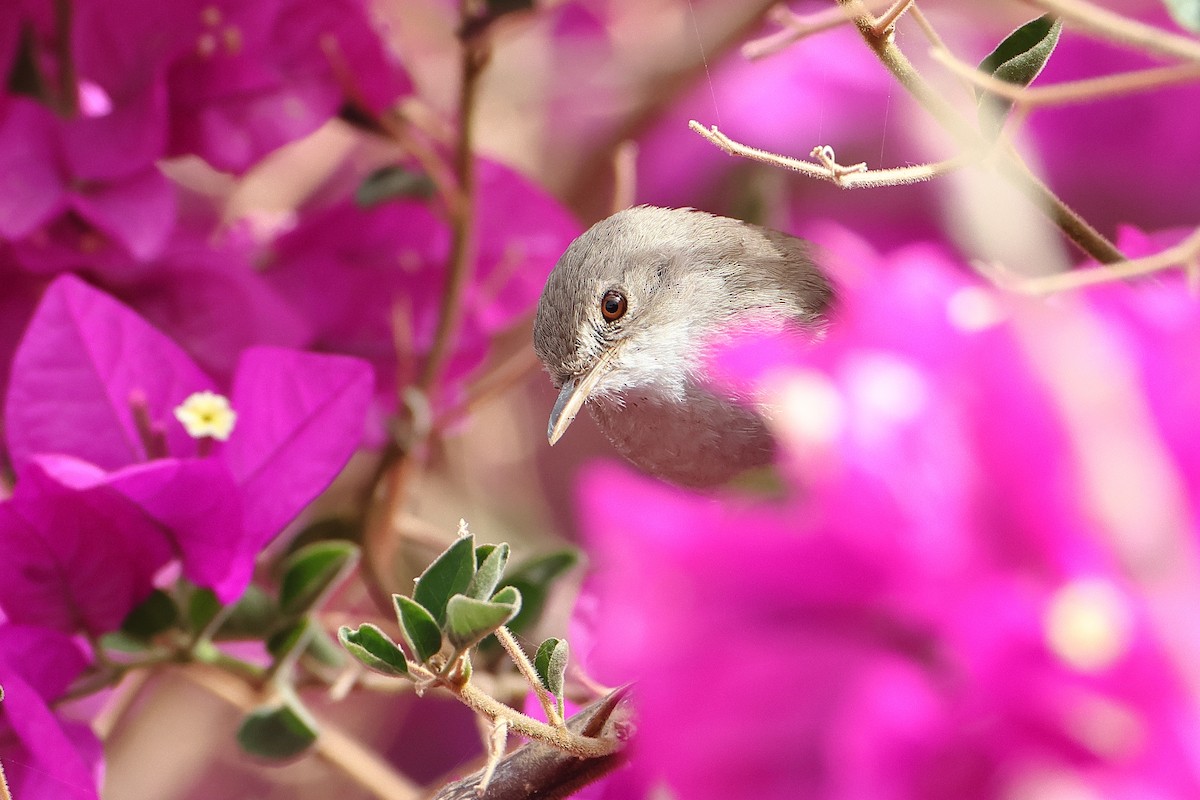 Cape Verde Swamp Warbler - ML622609143