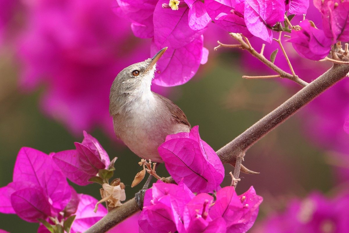 Cape Verde Swamp Warbler - ML622609144