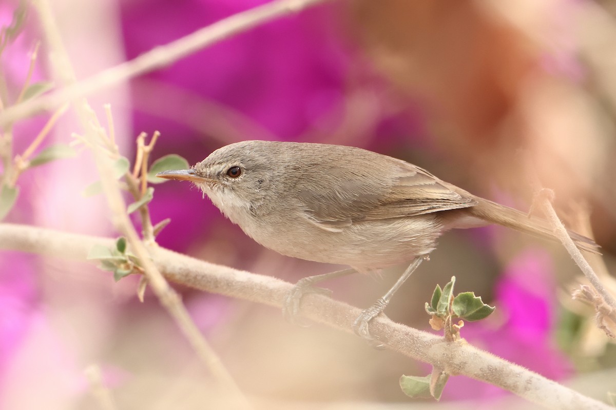 Cape Verde Swamp Warbler - ML622609145