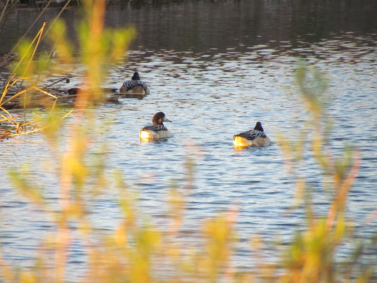 Chiloe Wigeon - ML622609154