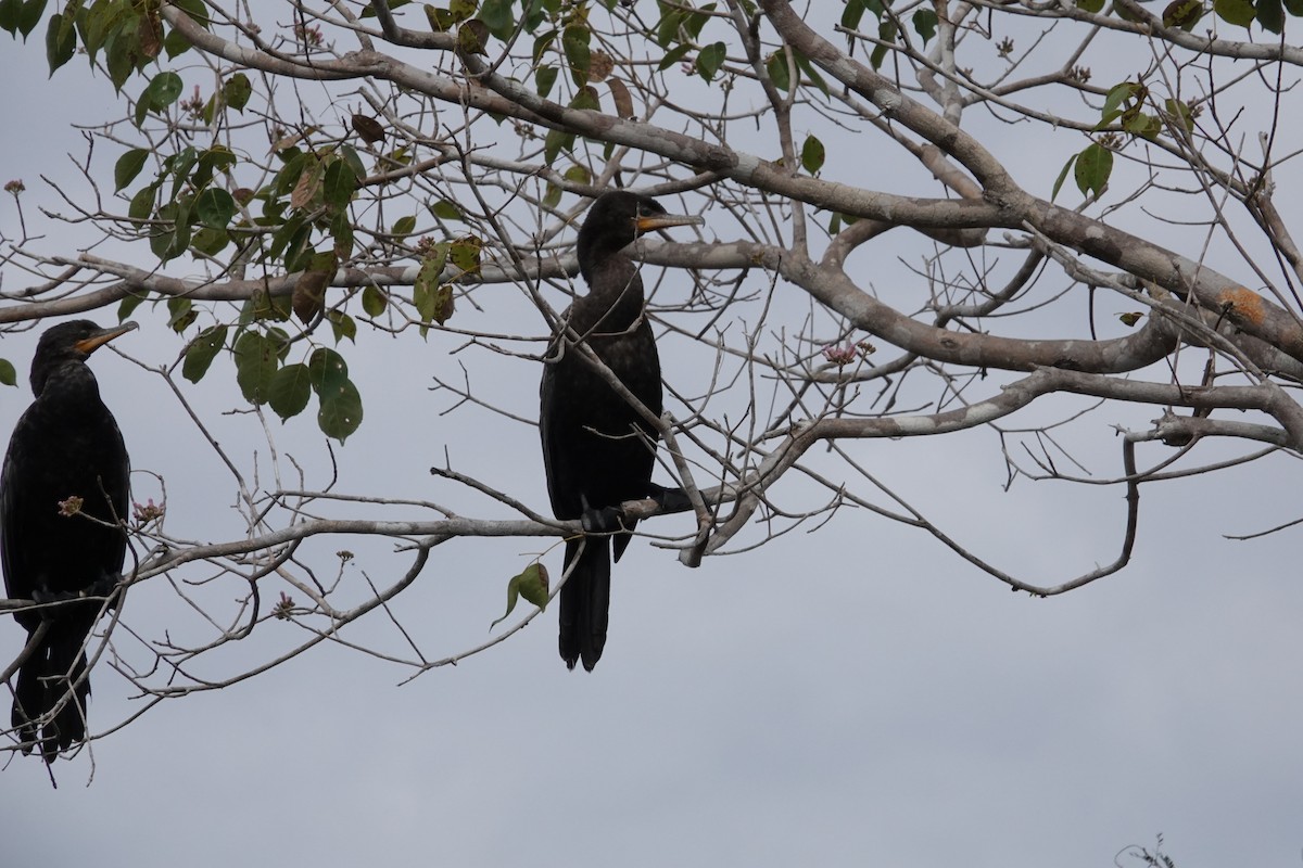 Neotropic Cormorant - ML622609160