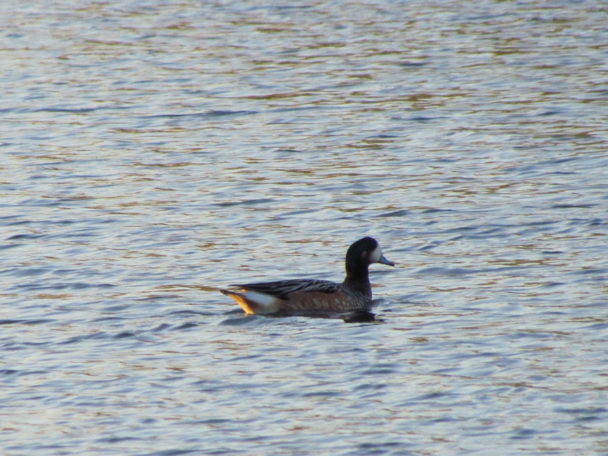 Chiloe Wigeon - ML622609189