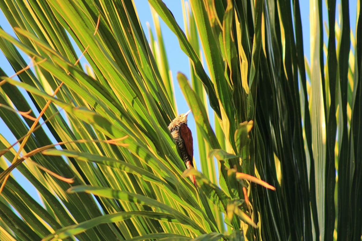 Point-tailed Palmcreeper - ML622609211