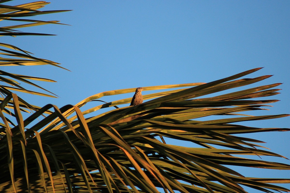 Point-tailed Palmcreeper - ML622609212