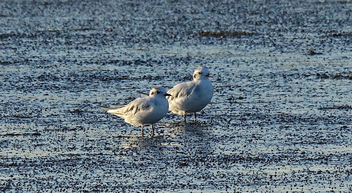 Gabbianello - ML622609262