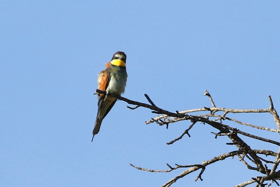 European Bee-eater - ML622609271