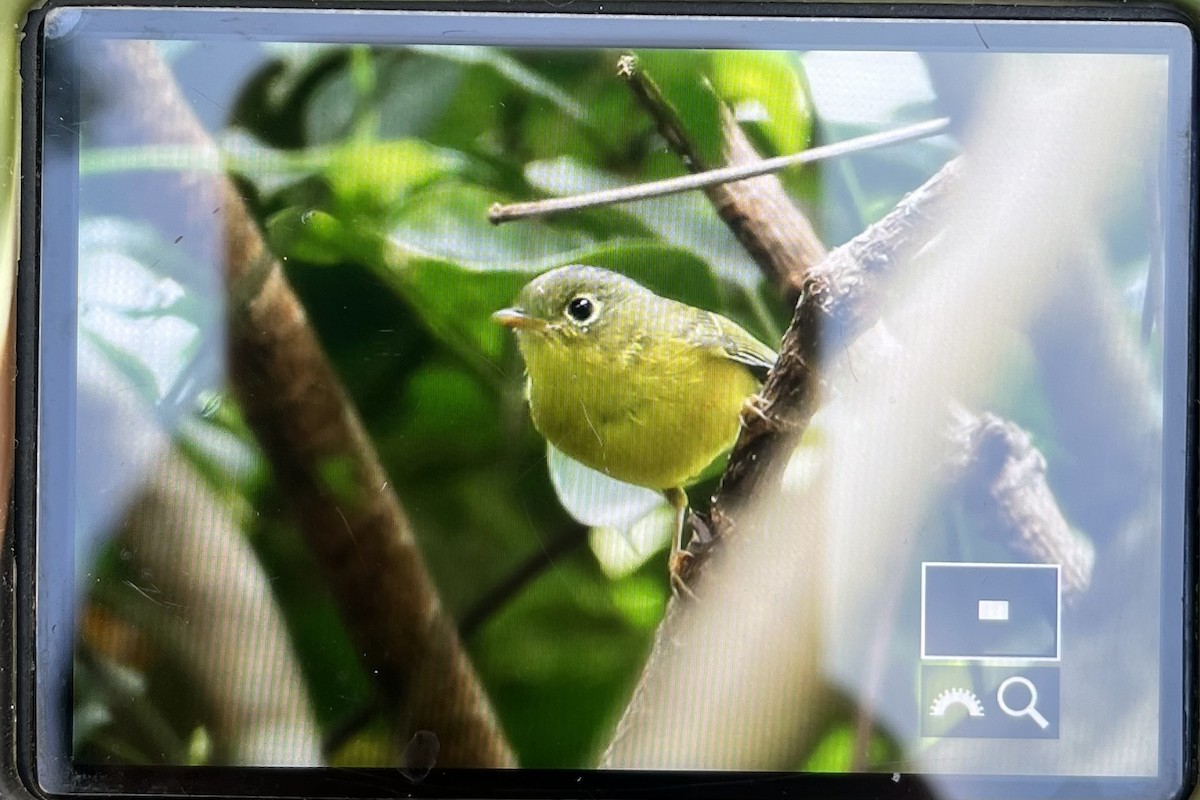 Bianchi's Warbler - ML622609292