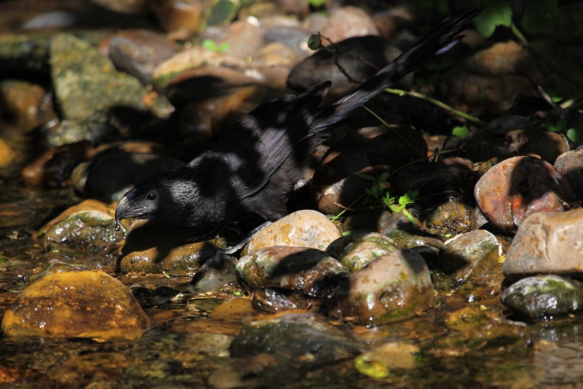 Groove-billed Ani - ML622609303