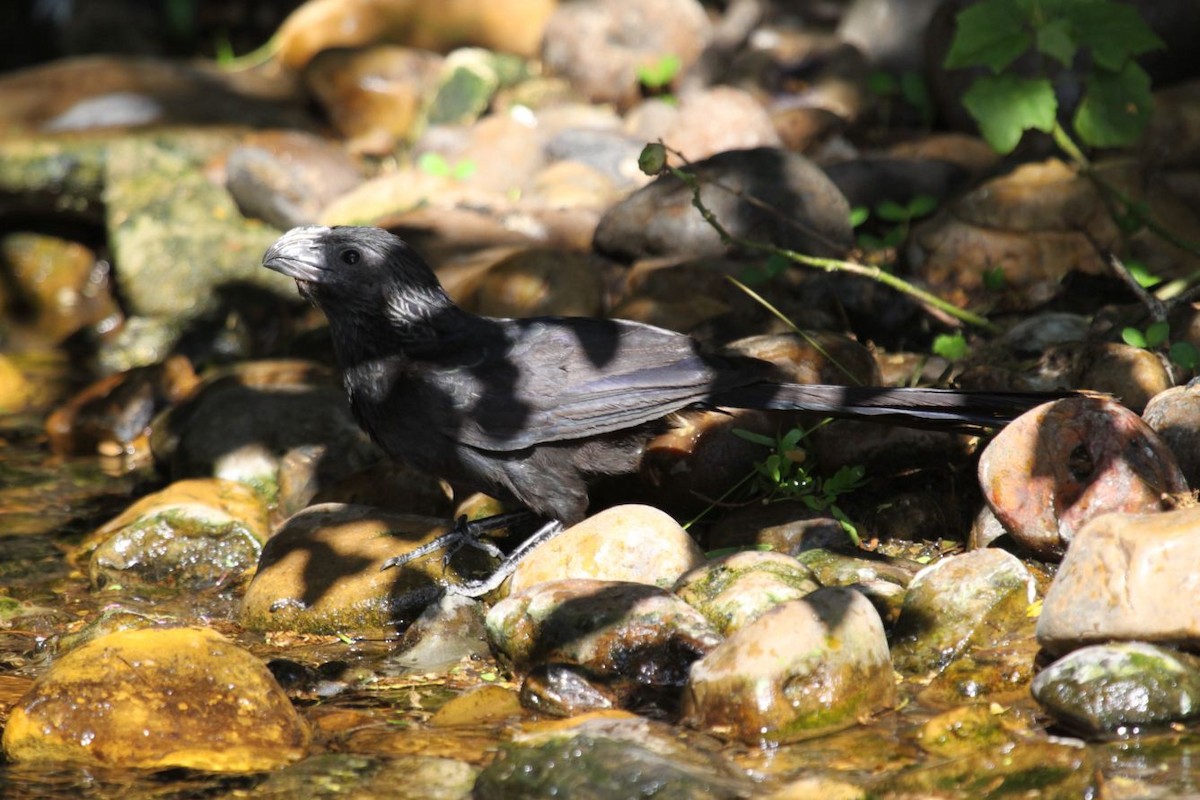 Groove-billed Ani - ML622609304