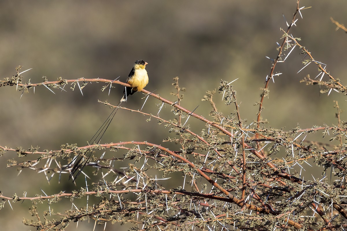 Shaft-tailed Whydah - ML622609369