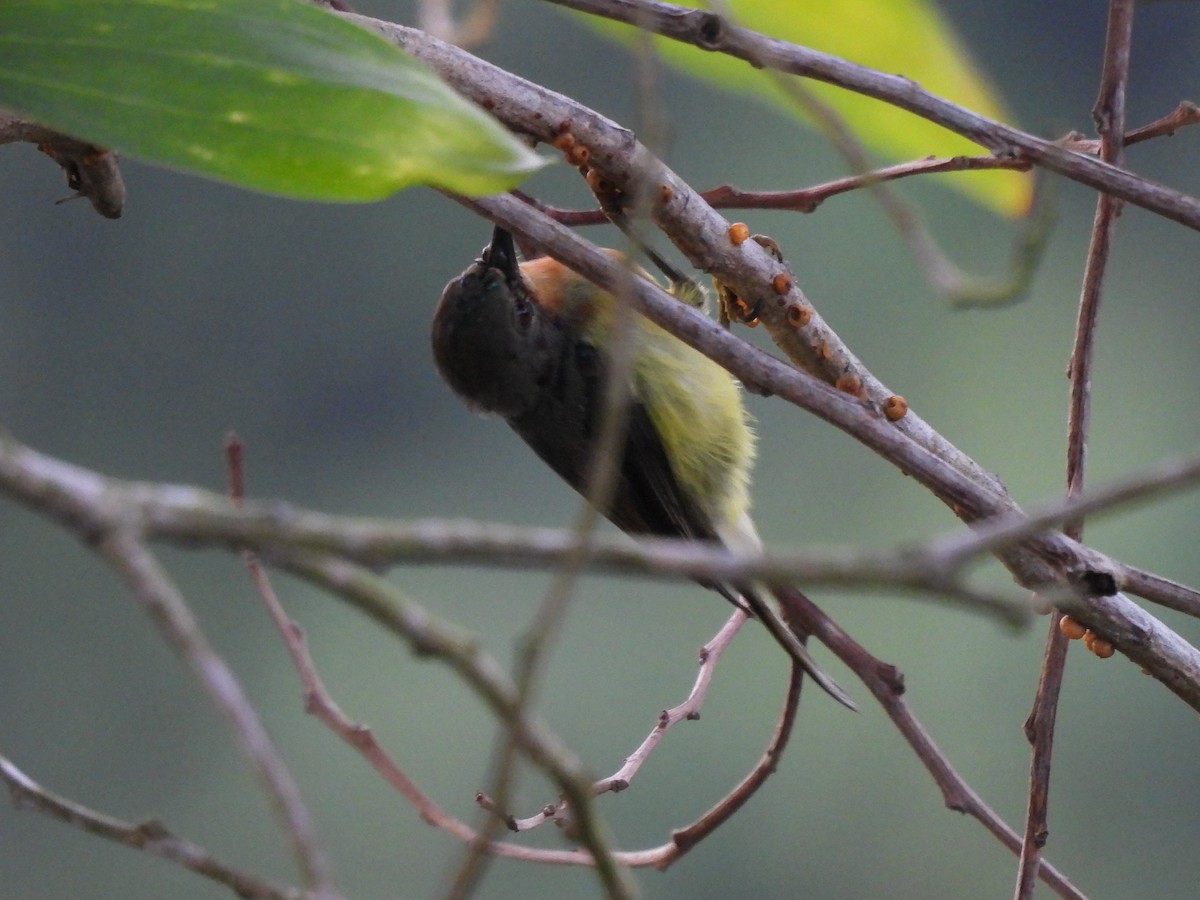 Ruby-cheeked Sunbird - ML622609377